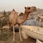 ناقه للبيع