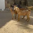 عنز محايليه تحتها اثنين ودافع