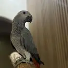 للبيع فرخ كاسكو اليف