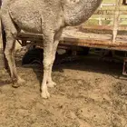 للبيع الحاشي اللباني الطيب