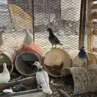 السلام عليكم ورحمة الله وبركاته