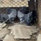 للبيع رقاص هندي