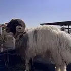 خروف نعيمي فحل طيب