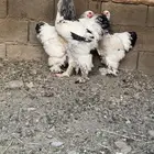 براهما كلومبي