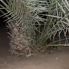 اصنا نخل كعيمر وروثانه العددد مفتوح