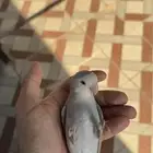 طير روز