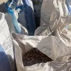 تمر علف نظيف