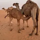 حشو قعدان قعود قصب