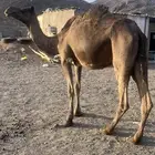 لقحه 8 شهور مشروطه حد 5500
