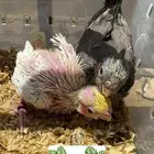 فروخ غر كروان و ببغاء ( يوجد تابي وتمارا )