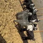 معزى عوارض طيبه بفحلها