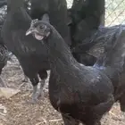 دجاج اسود اندنوسي وبلدي
