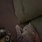 سكوتش فولد للتبني برسوم بسيطه