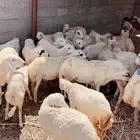ضمد