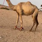 ناقه بنت الغطاس لقحه تلد من شاهين