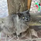 قط شيرازي نص فارسي