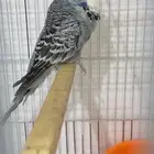 للبيع مجموعه بادجي انجليزي