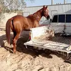 حصان شعبي كفو سبق وطرب .