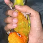 ببغاء صن كنيور