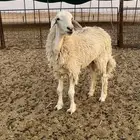 حرية جذعه