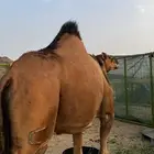 ناقه حمرا كفو ملاقي للبيع
