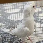 للبيع كروان