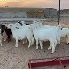 خرفان حري