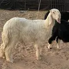 خروف ورخل نجديات صنف