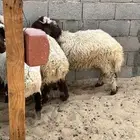 ذبايح للبيع