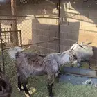 تيس للبيع