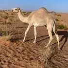 بكره هجن اصيله