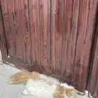 قطه