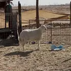 خروف حري ( تم البيع )