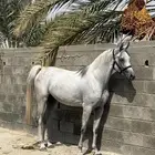 مهرة واهو فاخرة