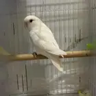 للبيع ذكر روز