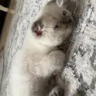 قط ذكر ام بكي فيس اب سكوتش فولد اليف