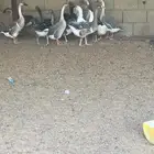 وز ( ذبح اوزان طيبه )
