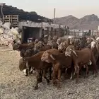 طليان سواكن حمري فاخر مرابى جادعان