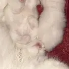 قطط كيتن للبيع