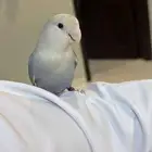 روز للبيع على السوم