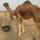 للبيع 2 بكار جذعات ملاقي على وشك تلد