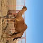 قعود احمر ادهم ساحلي