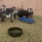 معزاء عوارض ومشاريك