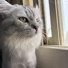 قط ذكر يطلب تزاوج تبني