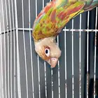 ليبع جوز كنيور طفره