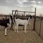 للبيع جفرات هولنديات