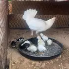 دجاجه مفرخه