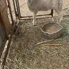 طلي للبيع