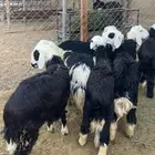 للبيع خرفان نجد