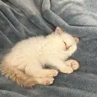 شيرازي مون فيس